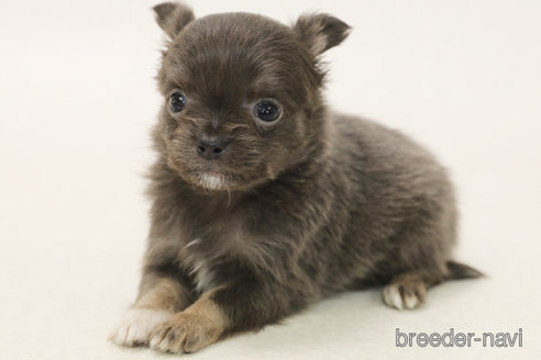 成約済の神奈川県のチワワ(ロングコート)-368095の1枚目